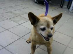 Shelter Stray Male Dog last seen Near BLOCK AMBASSADOR RD NE, 8920 Lomas Blvd NE, Albuquerque, NM 87112, USA