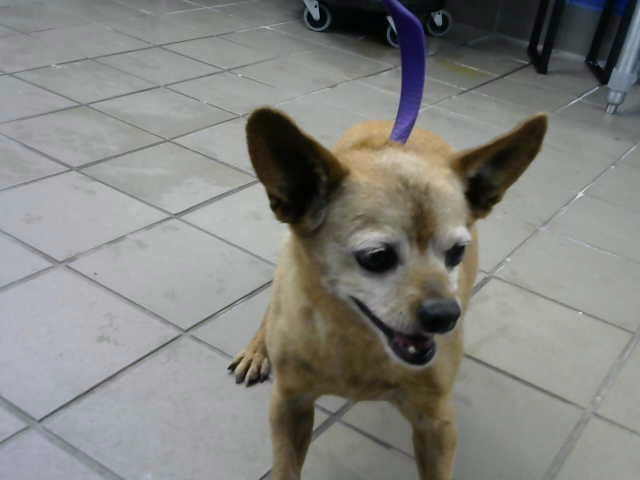 Shelter Stray Male Dog last seen Near BLOCK AMBASSADOR RD NE, 8920 Lomas Blvd NE, Albuquerque, NM 87112, USA