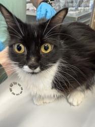 Shelter Stray Female Cat last seen BURLINGTON AC, 221 Stone Quarry Rd, Burlington, NC 27217, USA