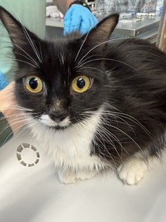 Shelter Stray Female Cat last seen BURLINGTON AC, 221 Stone Quarry Rd, Burlington, NC 27217, USA