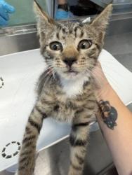Shelter Stray Female Cat last seen BURLINGTON AC, 221 Stone Quarry Rd, Burlington, NC 27217, USA