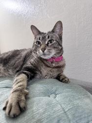 Found/Stray Female Cat last seen 41st and Riverside just south of the park by the woods next to the river., Tulsa, OK 74105