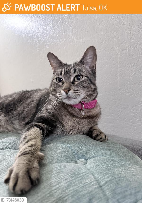 Found/Stray Female Cat last seen 41st and Riverside just south of the park by the woods next to the river., Tulsa, OK 74105