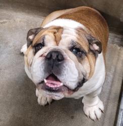 Shelter Stray Male Dog last seen , 14409 Vanowen St, Van Nuys, CA 91405, USA
