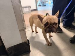 Shelter Stray Male Dog last seen , 14409 Vanowen St, Van Nuys, CA 91405, USA