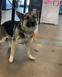 Shelter Stray Female Dog last seen , 14409 Vanowen St, Van Nuys, CA 91405, USA