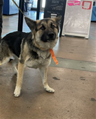 Shelter Stray Female Dog last seen , 14409 Vanowen St, Van Nuys, CA 91405, USA