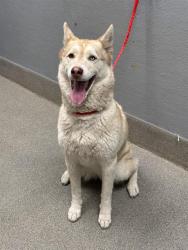 Shelter Stray Female Dog last seen Near BLOCK E CHARLESTON BLVD, LAS VEGAS NV 89142, 655 N Mojave Rd, Las Vegas, NV 89101, USA