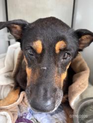 Shelter Stray Female Dog last seen , 232 Eslinger Way, Sanford, FL 32773, USA