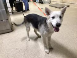 Shelter Stray Female Dog last seen LIMONITE AVE, 6851 Van Buren Boulevard, Jurupa Valley, CA 92509, USA