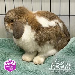 Shelter Stray Female Other last seen ADOBE CIR/PEREIRA DR, 92617, 6443 Oak Canyon, Irvine, CA 92618, USA
