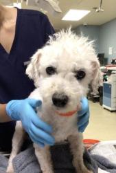 Shelter Stray Male Dog last seen AVON ST & HASTINGS, 6851 Van Buren Boulevard, Jurupa Valley, CA 92509, USA