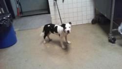 Shelter Stray Female Dog last seen CHARLOTTE, 8315 Byrum Dr, Charlotte, NC 28217, USA