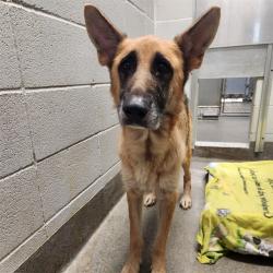Shelter Stray Female Dog last seen Near BLOCK WEST LIMESTONE RD, 4950 SW Triana Blvd, Huntsville, AL 35805, USA