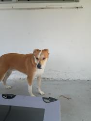 Reunited Male Dog last seen Lindell & Albatross, Delray Beach, FL 33444