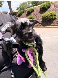 Shelter Stray Female Dog last seen CHARLOTTE, 8315 Byrum Dr, Charlotte, NC 28217, USA