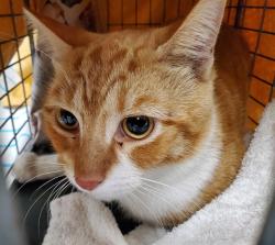 Shelter Stray Unknown Cat last seen Near BLOCK N 68TH AVE, HOLLYWOOD, FL 33024, 2400 SW 42nd St, Fort Lauderdale, FL 33312, USA