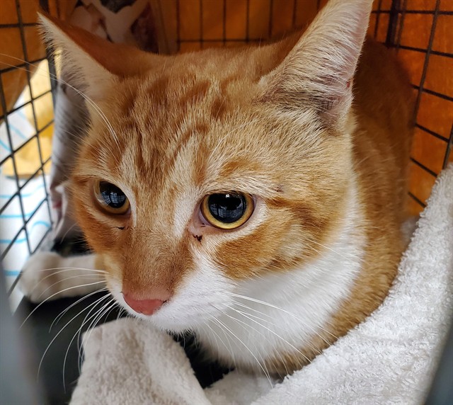 Shelter Stray Unknown Cat last seen Near BLOCK N 68TH AVE, HOLLYWOOD, FL 33024, 2400 SW 42nd St, Fort Lauderdale, FL 33312, USA