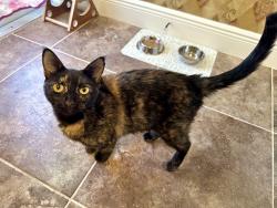 Found/Stray Female Cat last seen East Charlotte and Grove, Eustis, FL 32726