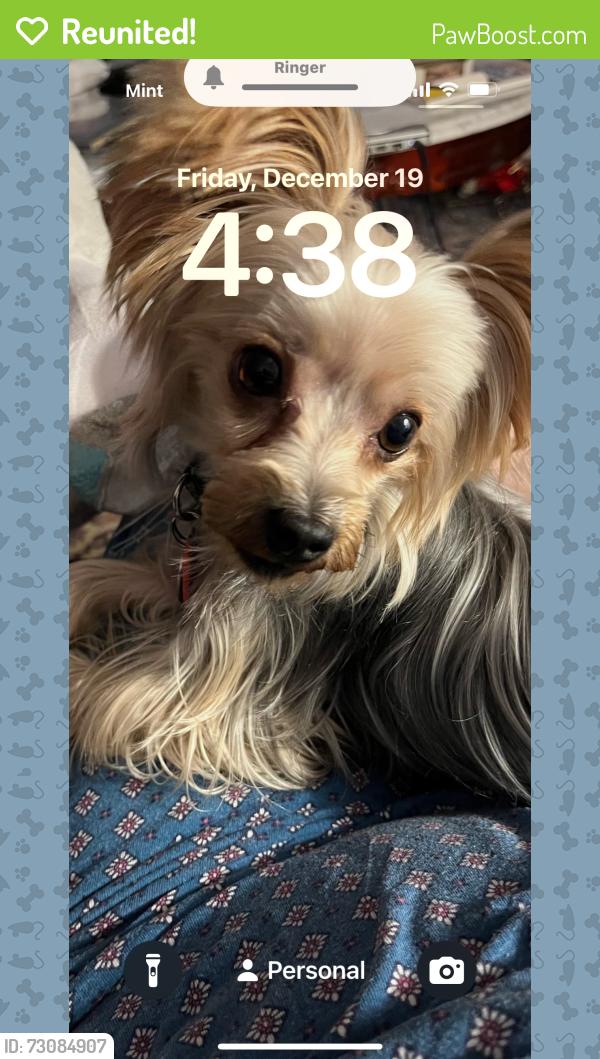 Reunited Male Dog last seen Monroe, Lowell, AR 72745