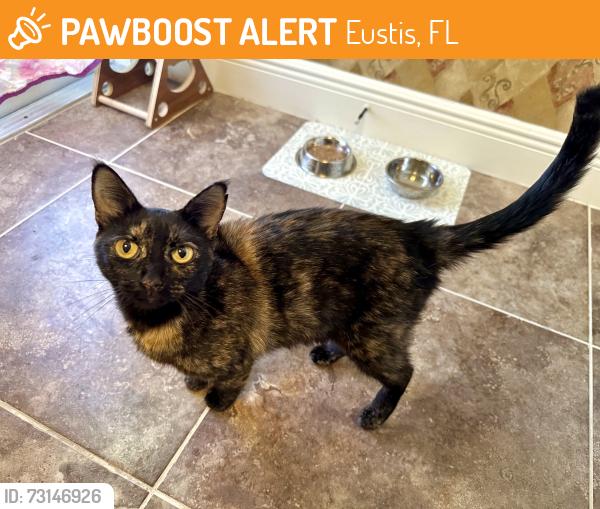 Found/Stray Female Cat last seen East Charlotte and Grove, Eustis, FL 32726