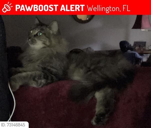 Lost Male Cat last seen Scott’s Place Playground, Wellington, FL 33414