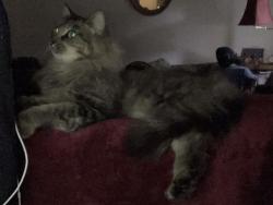 Lost Male Cat last seen Scott’s Place Playground, Wellington, FL 33414