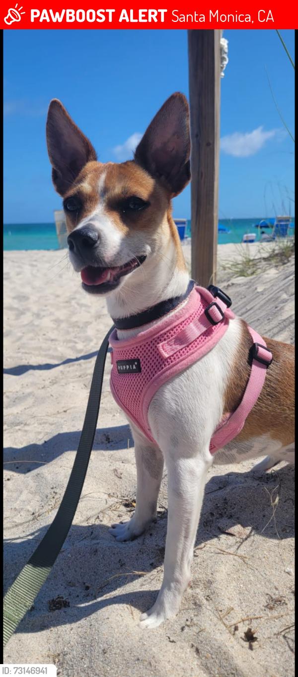 Lost Female Dog last seen Near Ocean Ave. Santa Monica, CA, Santa Monica, CA 90405