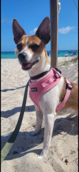Lost Female Dog last seen Near Ocean Ave. Santa Monica, CA, Santa Monica, CA 90405