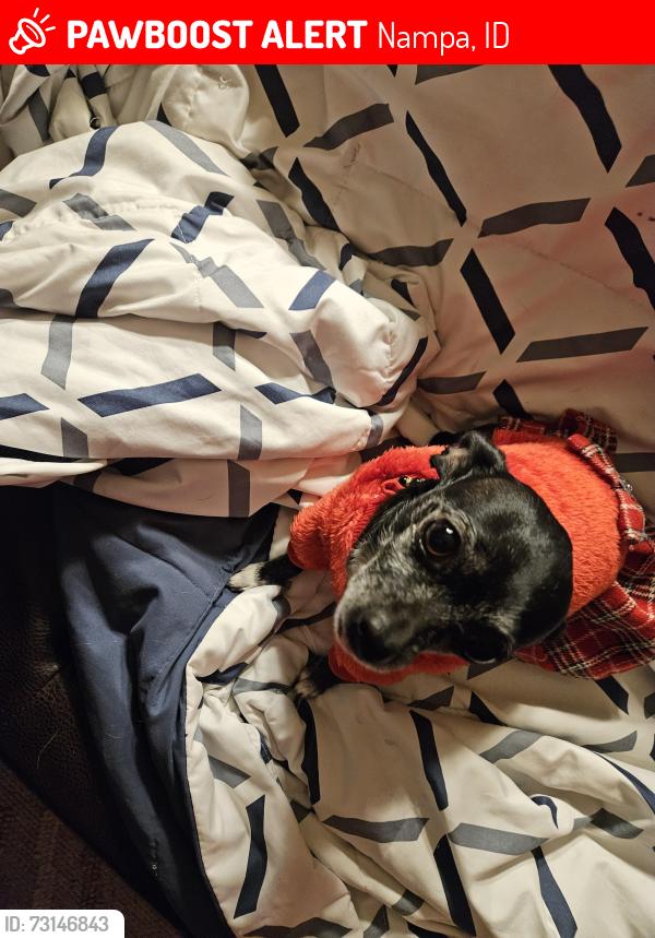 Lost Female Dog last seen 9th Street, Nampa, ID 83687