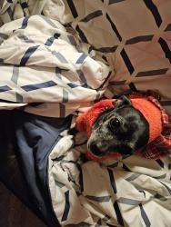 Lost Female Dog last seen 9th Street, Nampa, ID 83687