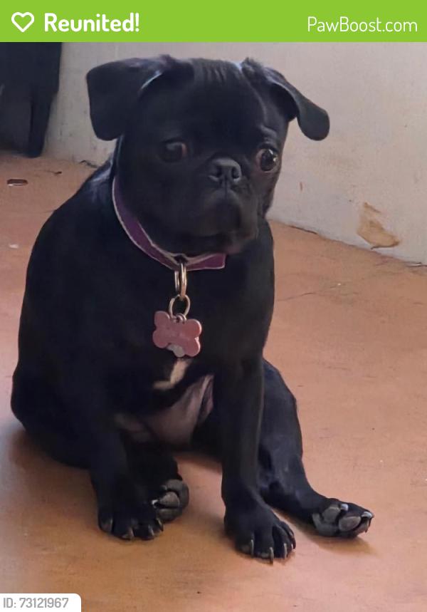 Reunited Female Dog last seen Old Mountain Campground, Greene County, TN 37743