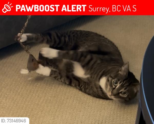 Lost Female Cat last seen Cul de sac in area of 143 st and 19 ave, Surrey, BC V4A 7S9