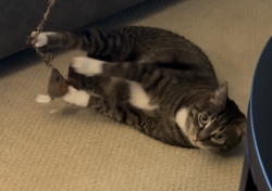 Lost Female Cat last seen Cul de sac in area of 143 st and 19 ave, Surrey, BC V4A 7S9