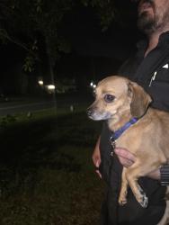 Reunited Female Dog last seen Glenwoods drive, Riverdale, GA 30274