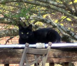 Lost Female Cat last seen In our yard, Collegedale, TN 37363