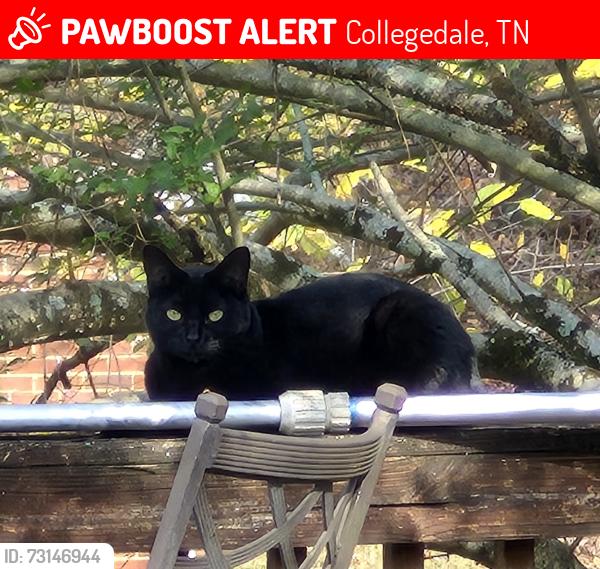 Lost Female Cat last seen In our yard, Collegedale, TN 37363
