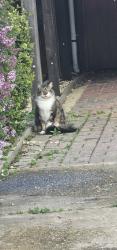 Reunited Male Cat last seen At hungate street, Aylsham, England NR11 6JY