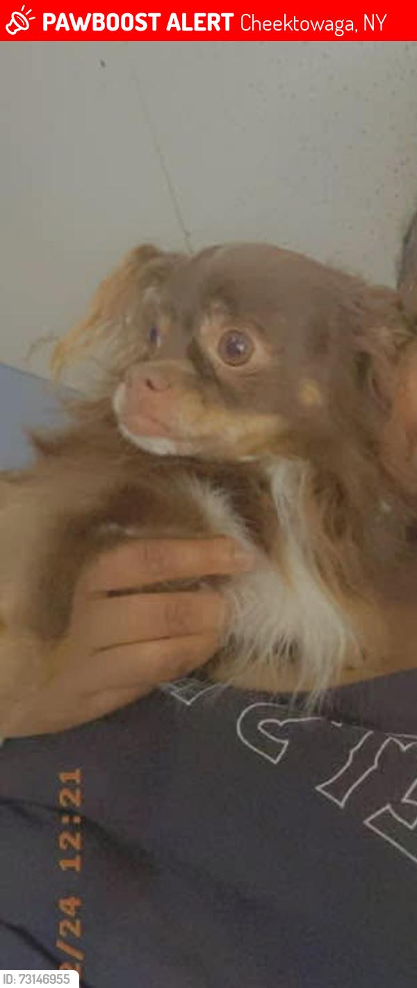 Lost Male Dog last seen Near eggert rd, Cheektowaga, NY 14215