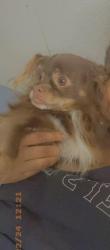 Lost Male Dog last seen Near eggert rd, Cheektowaga, NY 14215