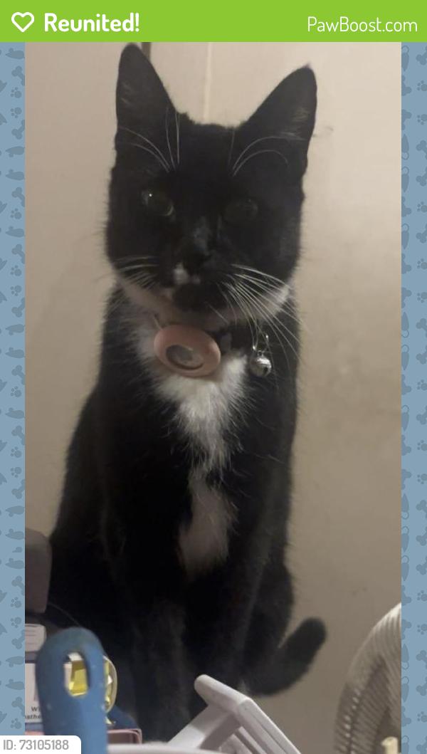 Reunited Female Cat last seen Highland park ca, Los Angeles, CA 90042