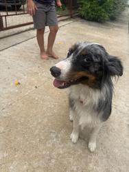 Found/Stray Female Dog last seen san Darío, San Antonio, TX 78237