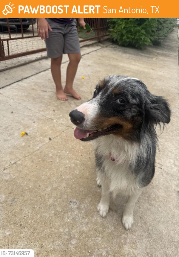Found/Stray Female Dog last seen san Darío, San Antonio, TX 78237