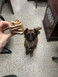 Reunited Female Dog last seen Maple Park, Midland Valley Trail, Tulsa, OK 74120