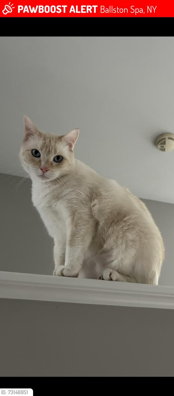 Lost Male Cat last seen Highpointe neighborhood, Ballston Spa, NY 12020