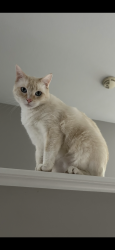 Lost Male Cat last seen Highpointe neighborhood, Ballston Spa, NY 12020
