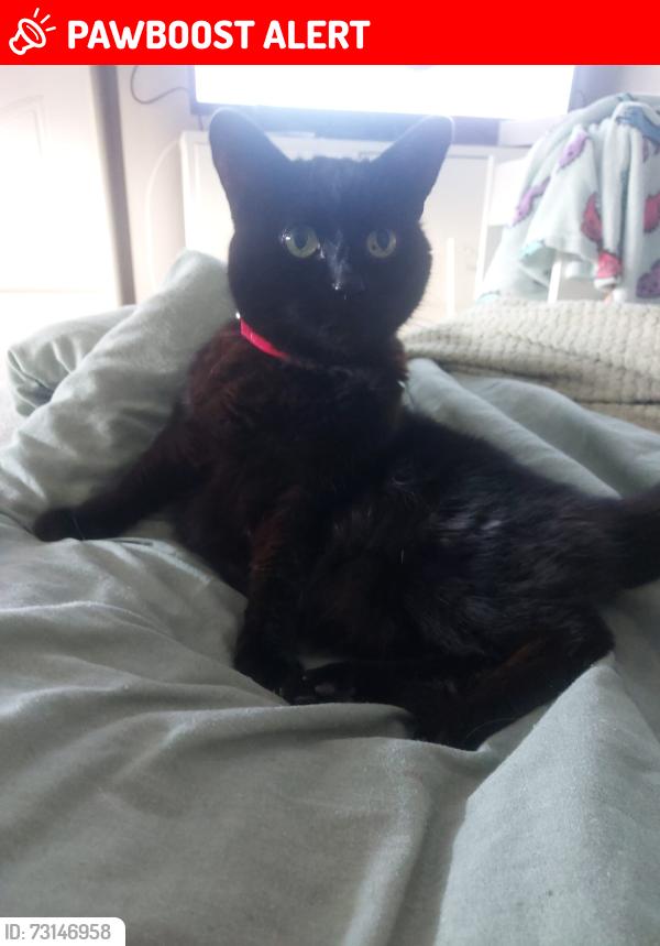 Lost Male Cat last seen Croftfood, castlemilk, Glasgow City, Scotland G45 9HE