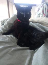 Lost Male Cat last seen Croftfood, castlemilk, Glasgow City, Scotland G45 9HE