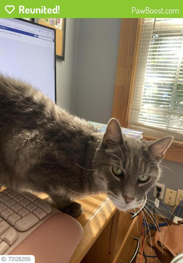 Reunited Male Cat last seen Front street, chicopee, Chicopee, MA 01020