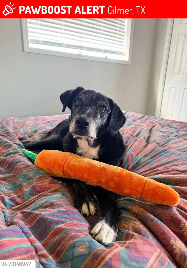 Lost Female Dog last seen Foothills gated community, Gilmer, TX 75645